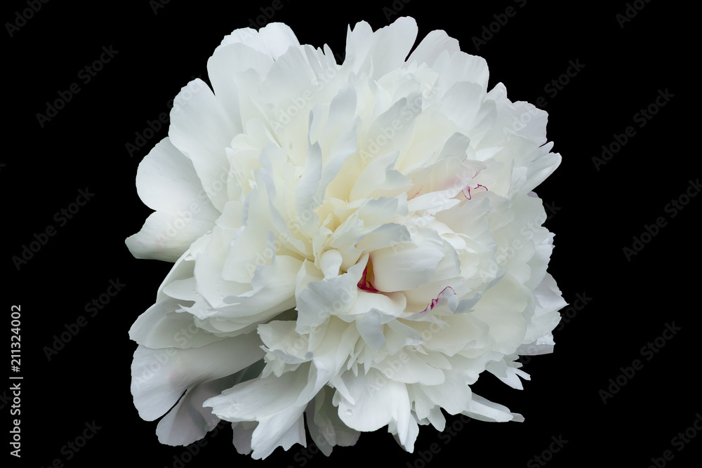 Large white flower – the decorative peony with petals of irregular shape isolated on a black background. Large white flower – the decorative peony with petals of irregular shape isolated on a black background.