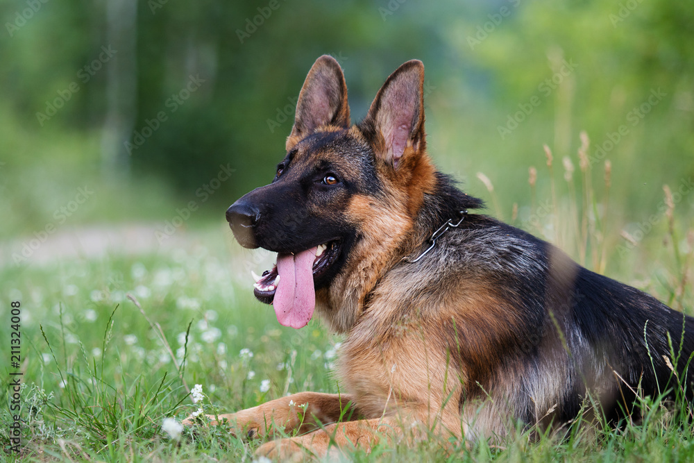 Shepherd dog in the grass Shepherd dog in the grass