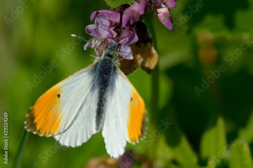 Orange tipped butterfly photo