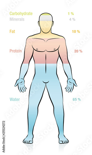 Water, fat, protein, minerals, carbohydrate and percent of mass information. Composition of the main molecules that compose a normal weight man. Illustration of the basic components of the human body.