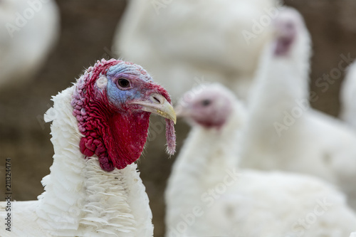 Turkey-poult