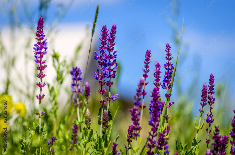 Obraz premium violet blue flowers herbs in the field