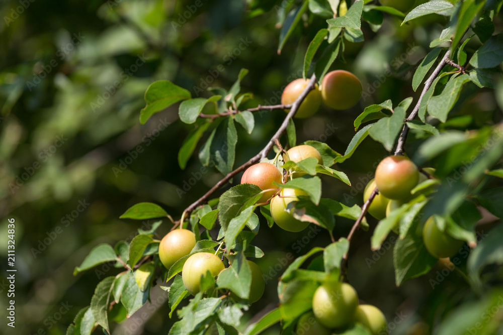 mirabelles tree in the garden