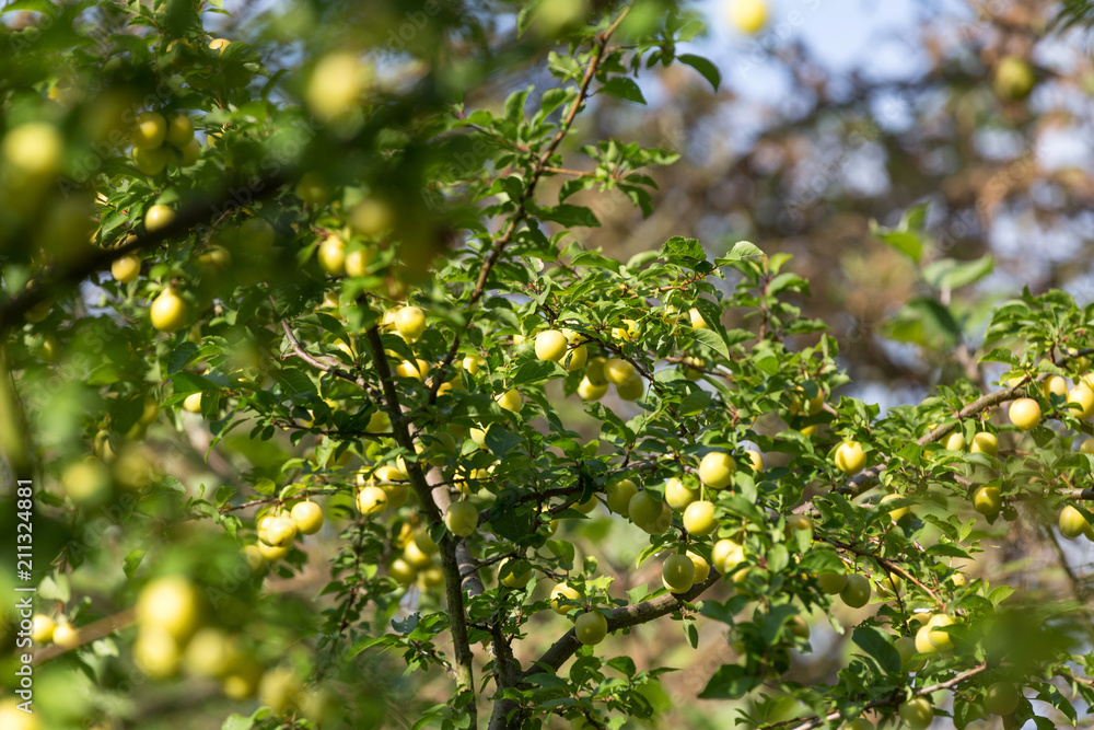 Fototapeta premium mirabelles tree in the garden