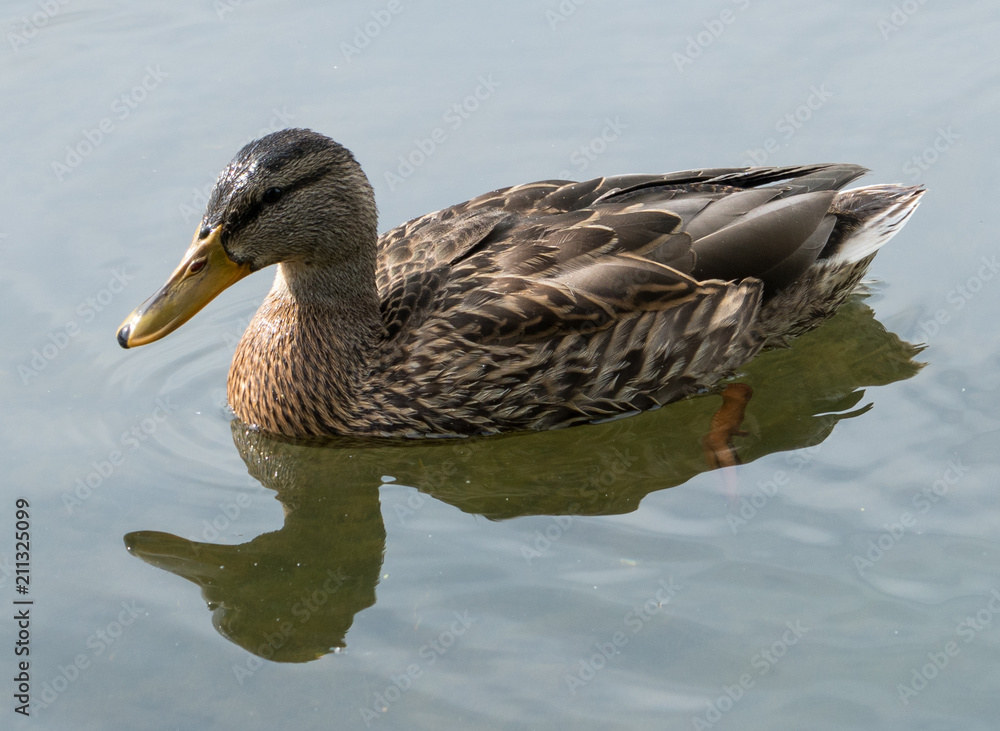 Duck close up view with reflection Duck close up view with reflection