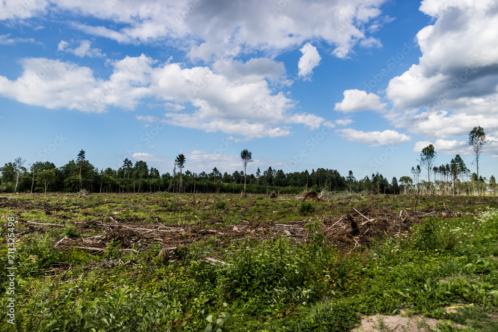 View to the field with cut down forest with some trees left. View to the field with cut down forest with some trees left.