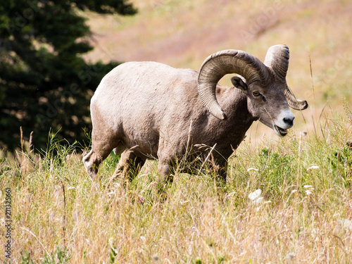 American bighorn sheep grazing on the meadow in Montana, USA