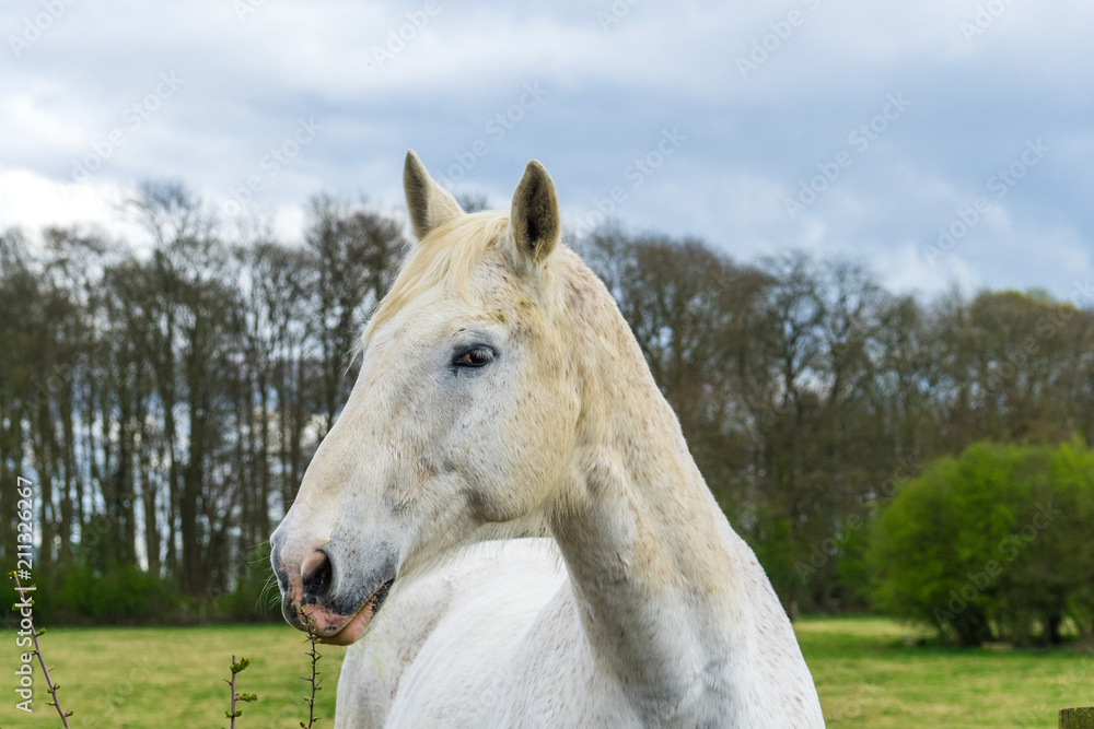 Fototapeta premium Horse portrit at the green meadow