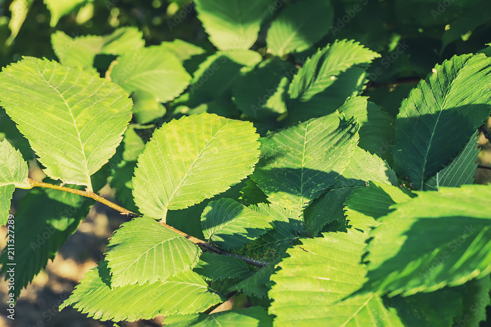 elm leaves in the sun elm leaves in the sun