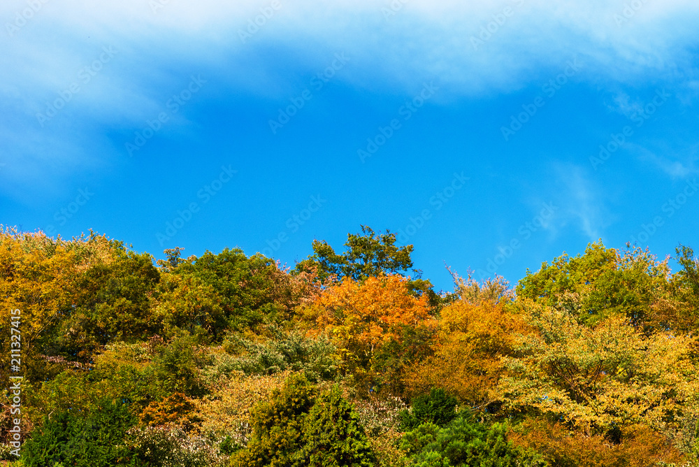 Autumn trees against the blue sky, Hakone, Japan. Copy space for text. Autumn trees against the blue sky, Hakone, Japan. Copy space for text.