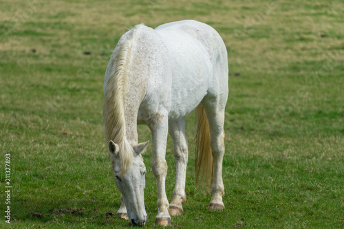 White horse at the green meadow