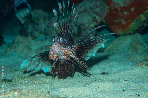 Lionfish