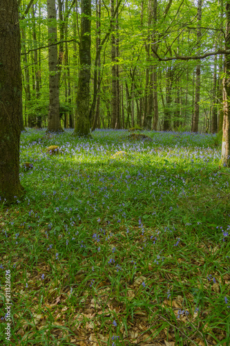 Bluebells in irish woods