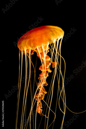 Black Sea Nettle