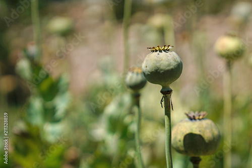 Detail of opium poppy in Latin papaver somniferum, poppy field photo