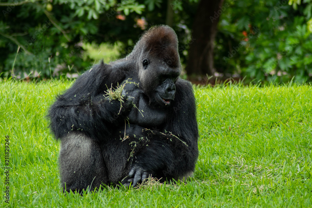 Western Lowland Gorilla in Green Grass on Sunny Day Western Lowland Gorilla in Green Grass on Sunny Day