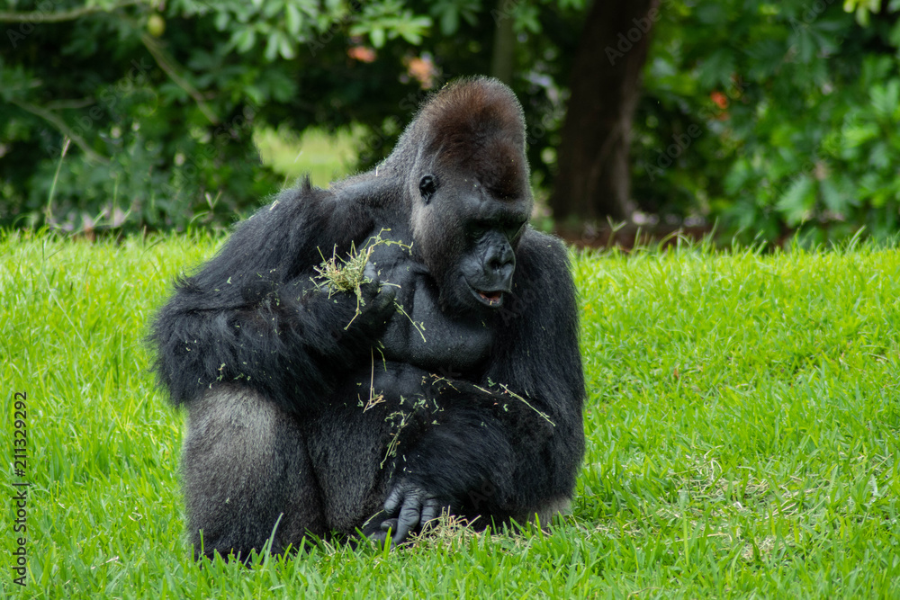 Western Lowland Gorilla in Green Grass on Sunny Day