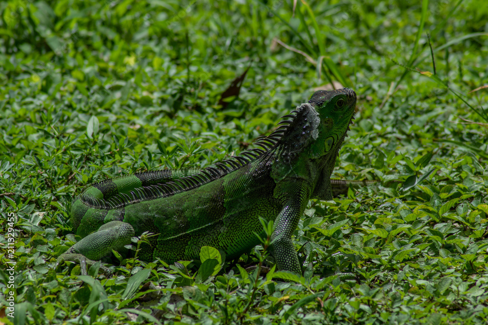 Iguana in Green Grass on Sunny Day Iguana in Green Grass on Sunny Day