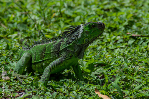 Wallpaper Mural Iguana in Green Grass on Sunny Day Torontodigital.ca