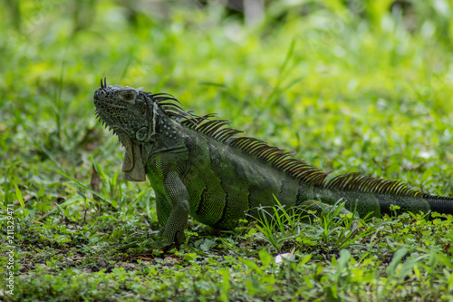 Iguana in Green Grass on Sunny Day