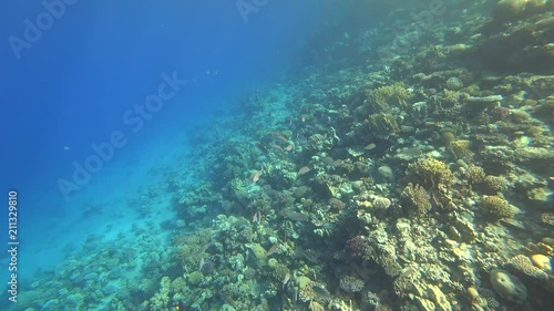 Wallpaper Mural Nurkowanie w Egipcie Torontodigital.ca