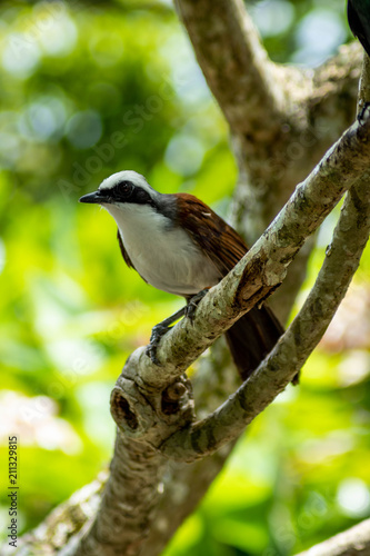 White-Crested Laughingthrush on Tree Branch on Sunny Day