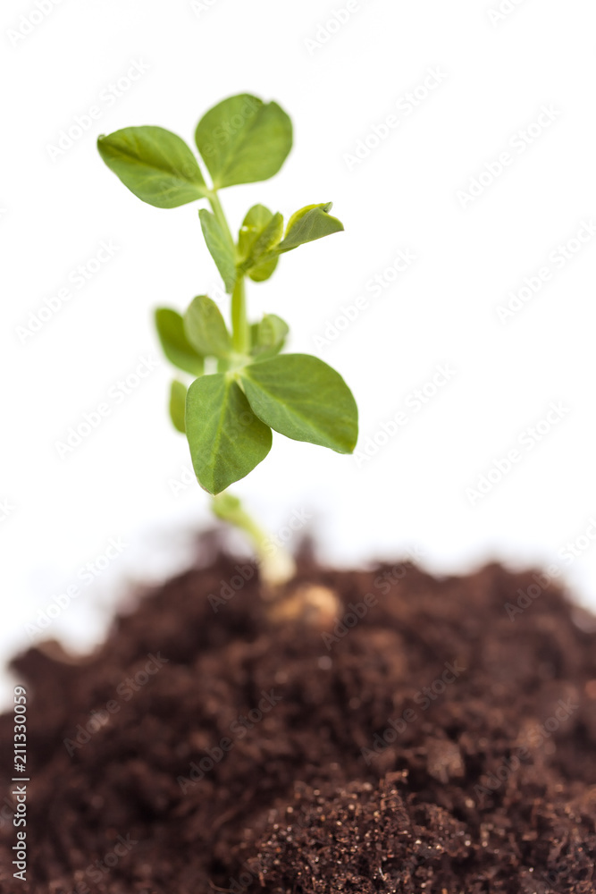 Growing plant pea in soil. Isolated on white background Growing plant pea in soil. Isolated on white background