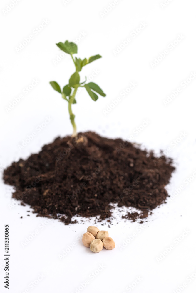 Growing plant pea in soil. Isolated on white background Growing plant pea in soil. Isolated on white background