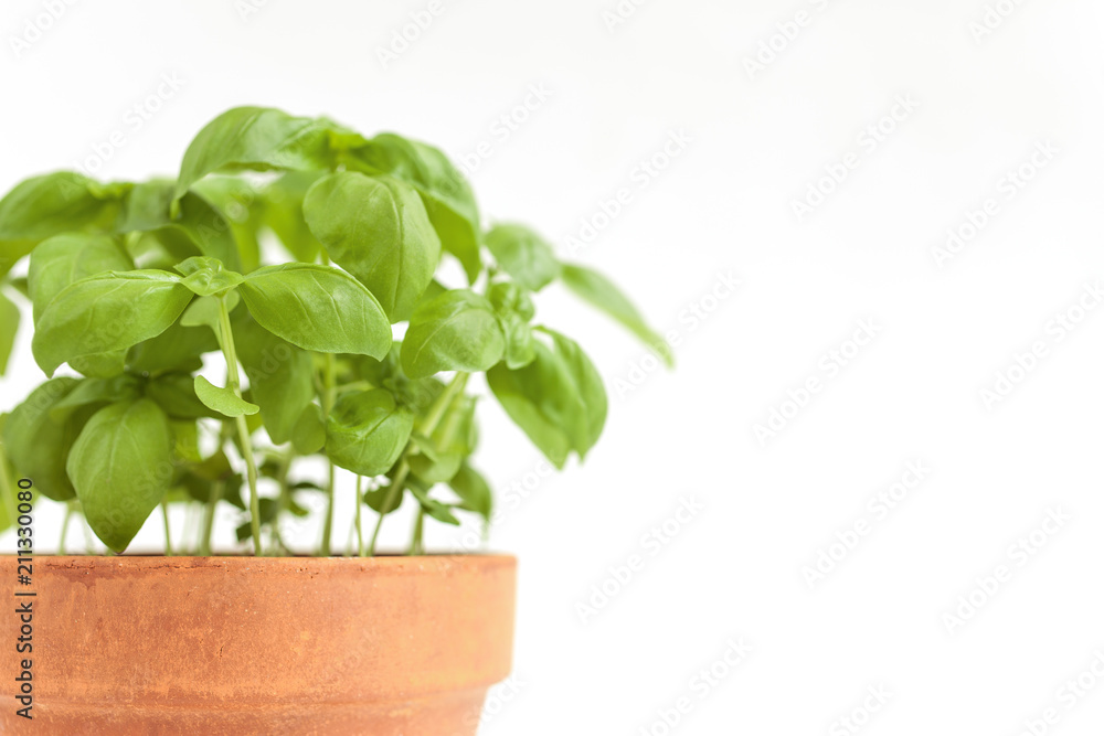 Fresh basil plant in a clay pot. Isolated on white background. Fresh basil plant in a clay pot. Isolated on white background.