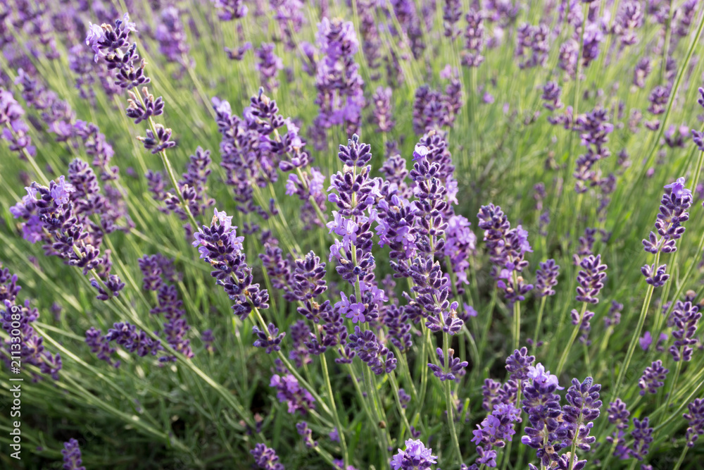Obraz premium Common Lavender (Lavandula angustifolia)