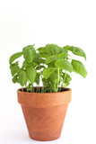 Fresh basil plant in a clay pot. Isolated on white background.