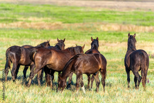 Back view wild horses graze in the sunlit meadow © Yakov