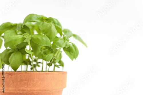Fresh basil plant in a clay pot. Isolated on white background.