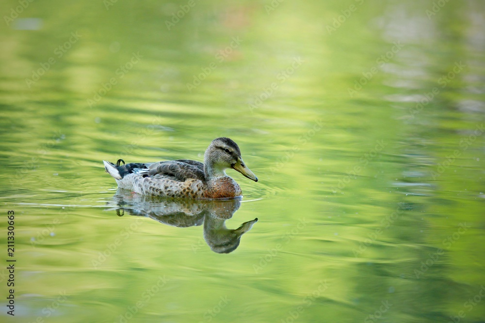 Male mallard duck molting into breeding plumage swimming on lake in a shadow, reflection in green water, sunny summer day, copy space Male mallard duck molting into breeding plumage swimming on lake in a shadow, reflection in green water, sunny summer day, copy space