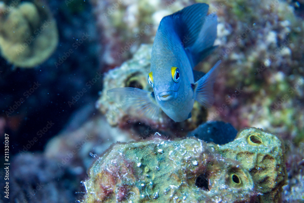 Obraz premium Cute smile on a Small Fish