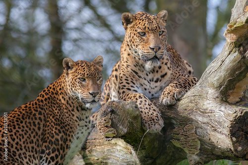 Sri Lankan leopards. Beautiful big cat animal or safari wildlife image