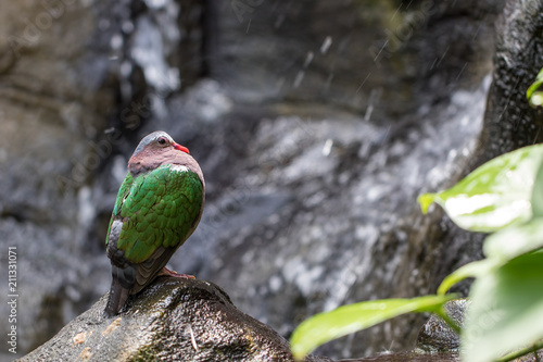 Rainforest wildlife. Nature image of green-winged dove by tropical waterfall