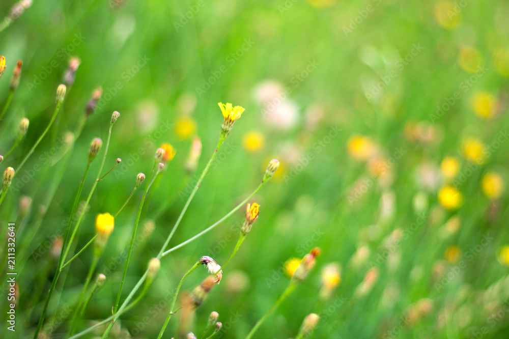 A green meadow full of flowers - wallpaper,  background