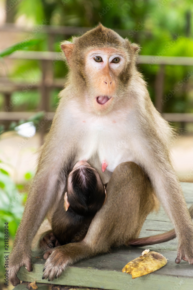 Monkey with baby monkey