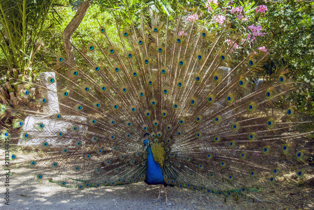 Obraz premium Bodrum, Turkey, 20 May 2010: Peacock