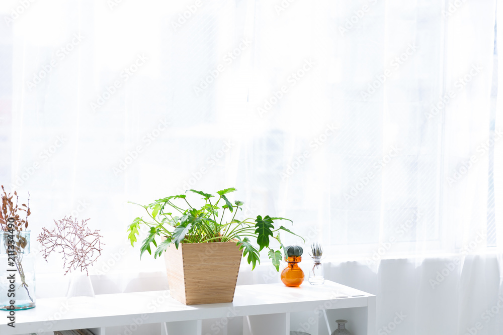 窓と観葉植物 窓と観葉植物