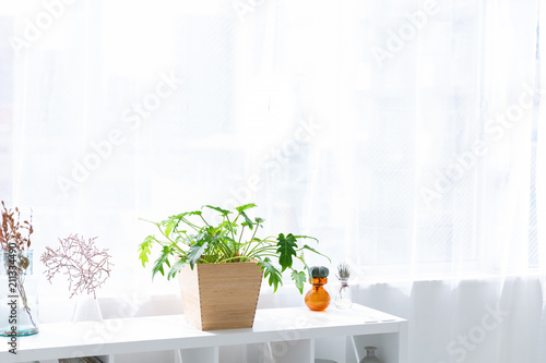 窓と観葉植物