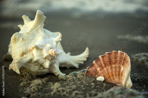 Seashells on a North Carolina Beach