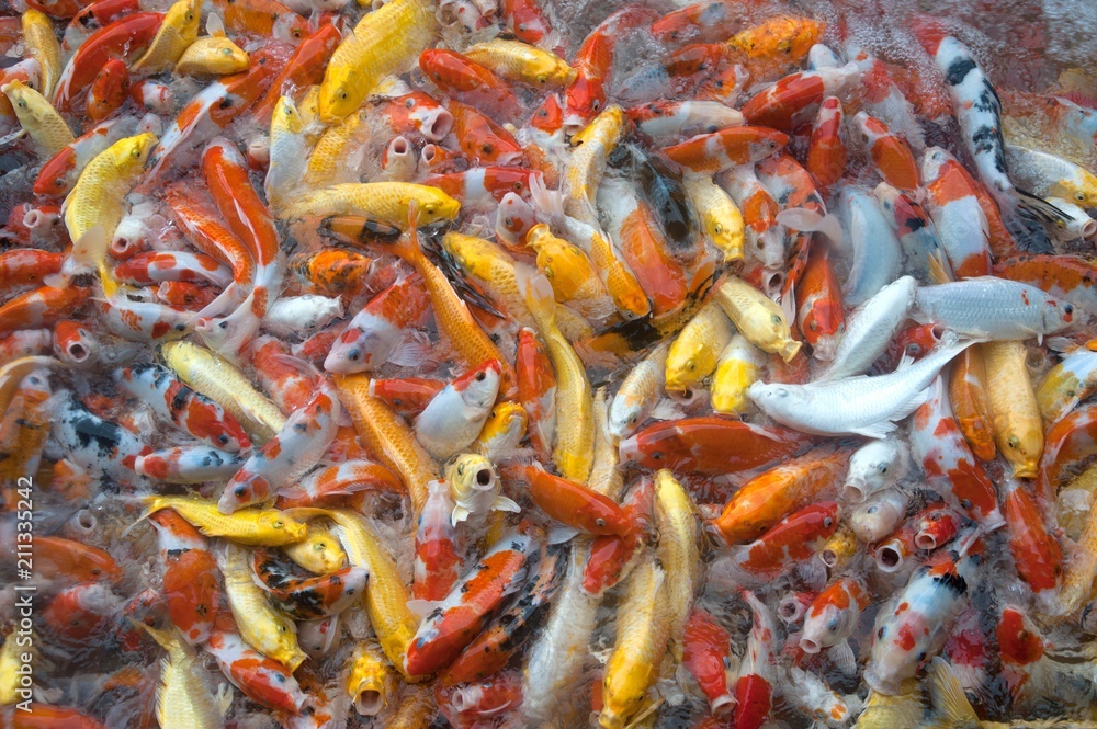 Top view of colourful fancy Koi carp fish symbols of good luck and prosperity in Japan swimming in the pond. Top view of colourful fancy Koi carp fish symbols of good luck and prosperity in Japan swimming in the pond.