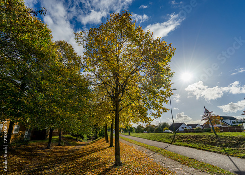 Autumn,yellow tree and road in the city at sunny day. Walk zone