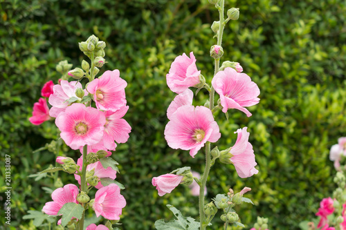 Canvastavla 花・ピンク・タチアオイ・ hollyhock