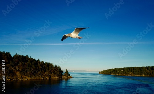 Seabird gliding alongside ferry to Vancouver Island