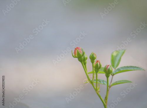 Closeup of Row of Rose Buds
