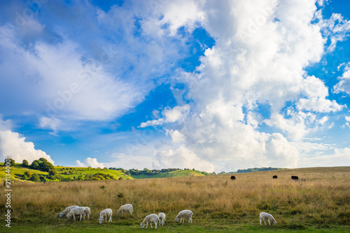 Sheeps on the meadow at sunny day 
