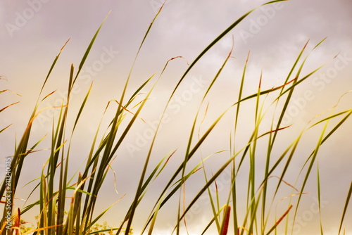 Grass blur background